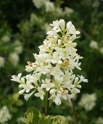 Troene europe panaché - ♫,