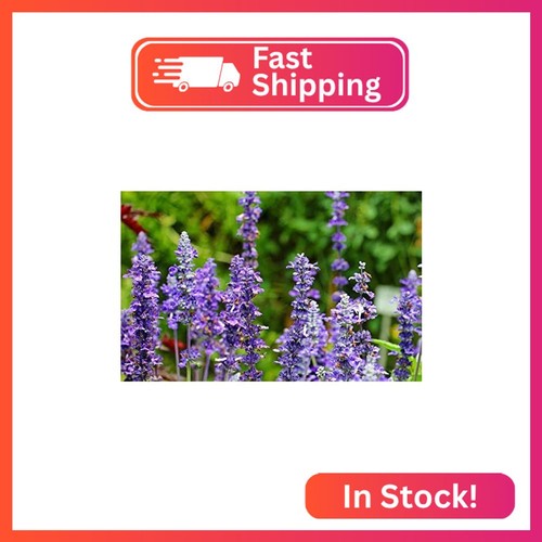 Greenwood nursery live - greenwood, nursery: