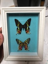 Cadres Papillons