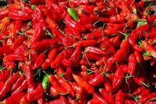 10 graines de PIMENT ACHARD DE