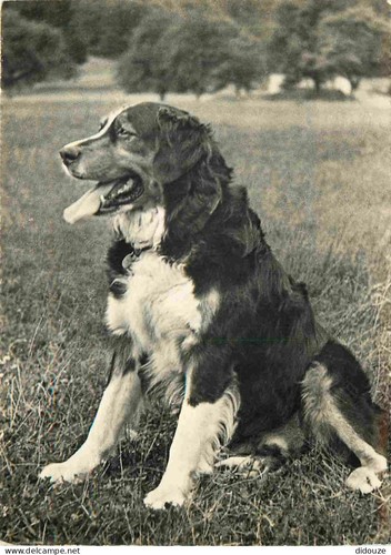 Carte postale animaux - postale,