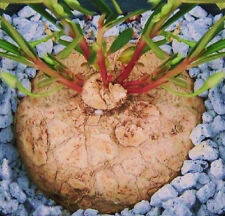 Talinum Caffrum, rare caudex bonsai cactus exotic succulent fameflower  10 seeds