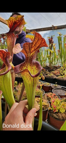 Sarracenia donald duck - "donald, duck"