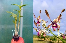 Dendrobium lasianthera