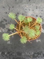 OXALIS PALMIFRONS POT9CM DCM