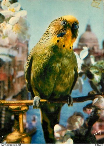 Postcard animals birds - animals,