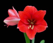 Hippeastrum "Aguas Calientes"