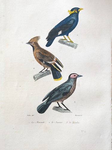 Lithographie buffon 1837 - ,