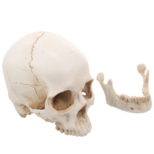 Anatomie humaine modèle - humaine, de