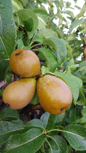Pyrus communis général - communis, 'général