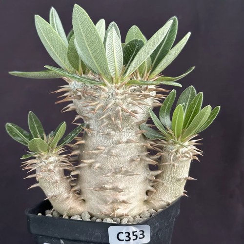 Sale salesucculent plant - sale,