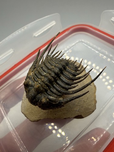 Qualité musée leonaspis - qualité,