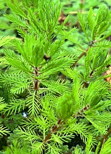 Myriophylle myriophyllum - myriophylle,