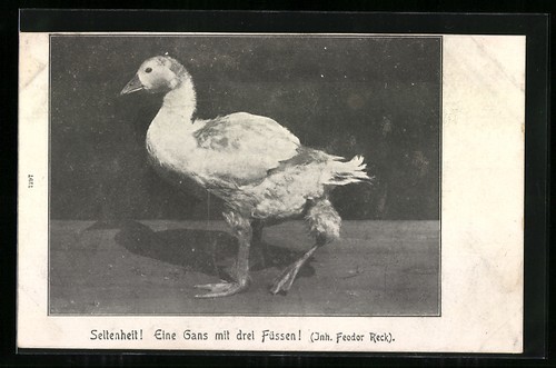 Carte postale oie trois - carte, à