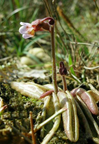 Pinguicula lusitanica plante - pinguicula,
