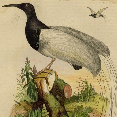 Décoration oiseau promerops - oiseau,