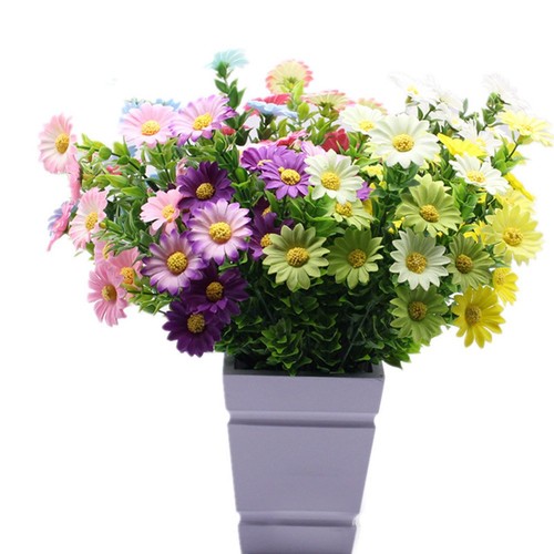 Marguerite fleurs