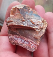 44.6gr 38x37x35mm bois fossile