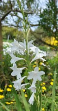 1 bulbe Watsonia borbonica