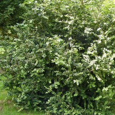 Buxus sempervirens 'Rotundifolia' - Buis commun arbustif
