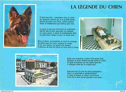 Carte postale animaux - postale,
