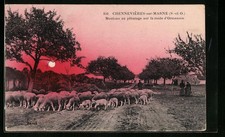 Old postcard Chennevières-sur-Marne, sheep grazing on the road to Ormesson 