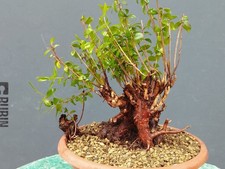 Bonsaï de myrte 27 x 15 cm en