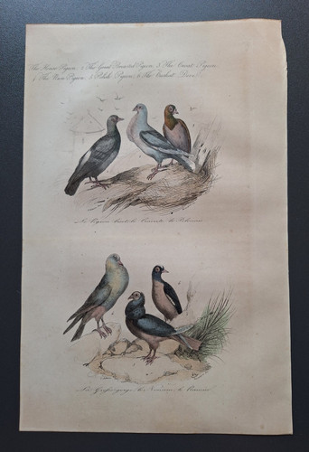 Gravure oiseau rehaussé - 19°,