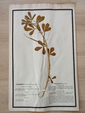 Ancien Herbier Botanique Histoire Naturelle Plante Herbe Trigonelle Fénugrec