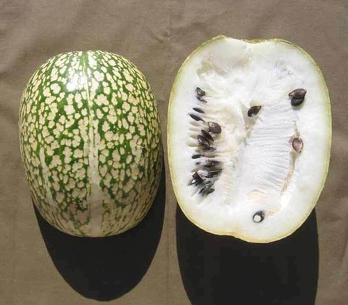 Graines courge siamoise - graines,