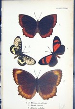 Old Elymnias Acraea Aenone Actinote Sodalis Butterflies 1896 Lloyd Ki Victorian