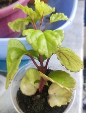 PLECTRANTHUS VERTICILLATUS  Swedish Ivy Lierre Suédois En Godet 