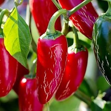 Lot De 10 Graines De Piment