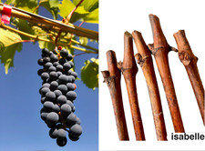 5 boutures  vigne ISABELLE