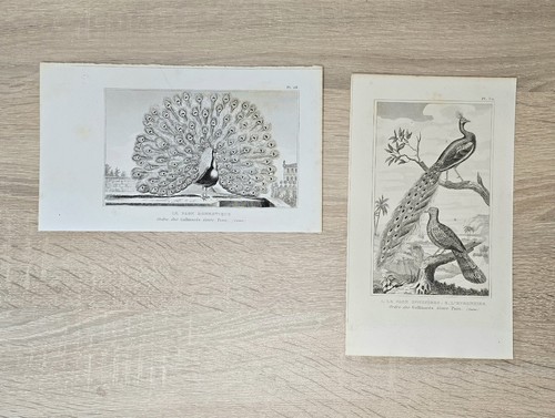 Gravure sur cuivre buffon - x,