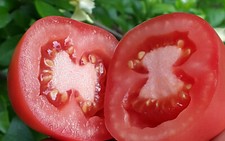 10 graines de tomate Rozovyi