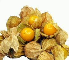 ☺100 graines de physalis