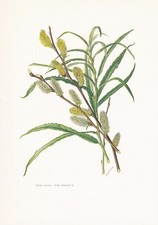 1960 COMMON OSIER WILLOW Print - Botanical Art - Vintage Tree - 7.5 x 10.6 Inch