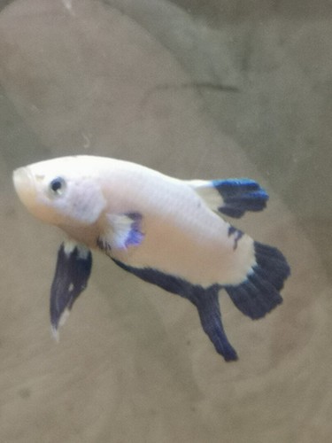 Combattant betta splendens - combattant,