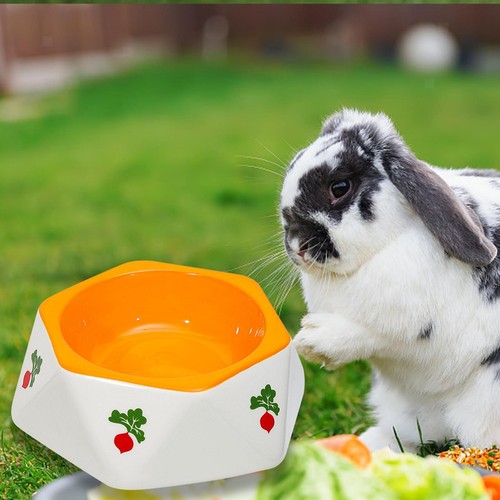 Bol alimentation pour lapin - d'alimentation,