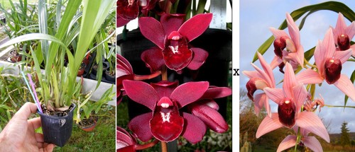 Cymbidium rubby brook devon - cymbidium,