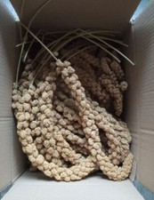 1 Kg De Panizo En Rama Épi