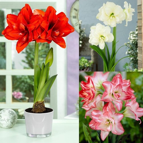 Amaryllis lily flowering bulb - amaryllis,