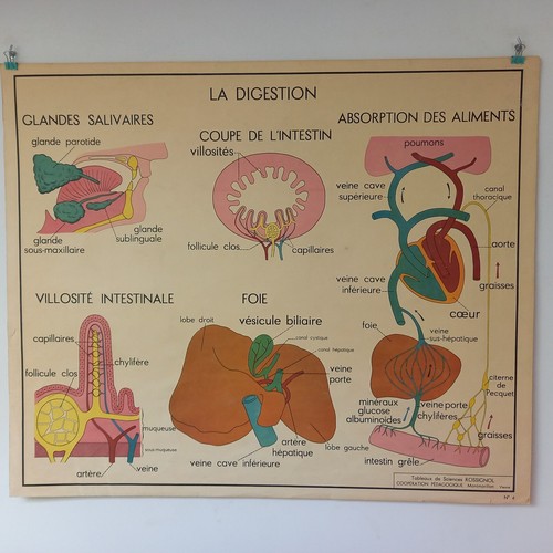 Affiche pédagogique scolaire - affiche,