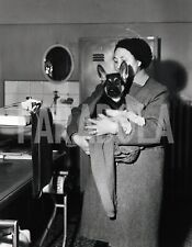 Photo De Presse Vintage Animaux Chiens Berger Allemand Chiot Tirage 27x22 Cm