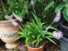 Scilla madeirensis – plante