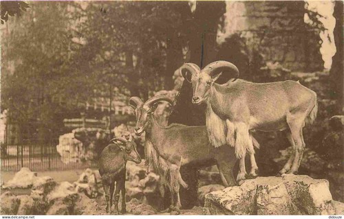 Carte postale animaux - carte,