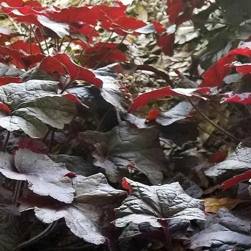 Heuchera black beauty - 'black, beauty'®