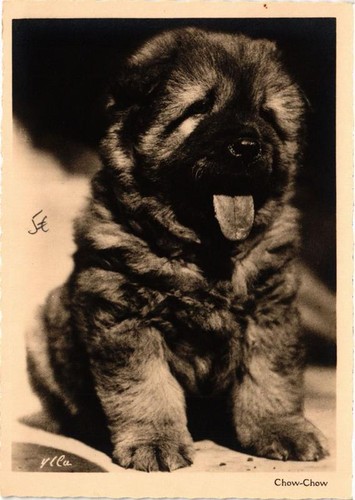 Cpm chow chien - chow,