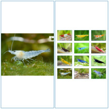 5 Crevette XL Aquarium WHITE